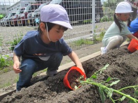 菜園種植え