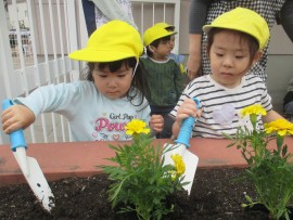ばなな組さんがお花を植えてくれました🌷