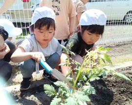 菜園種植え(ぶどう組)